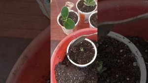 🥔Посадка клубней 🌹 Глоксинии|Деление клубня Глоксинии.