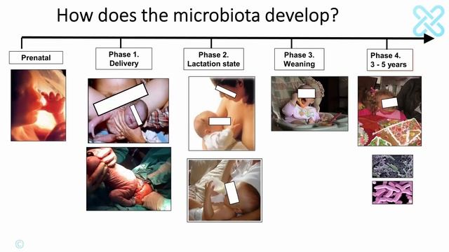 Early Establishment Of Gut Microbiota By Ericka Montijo