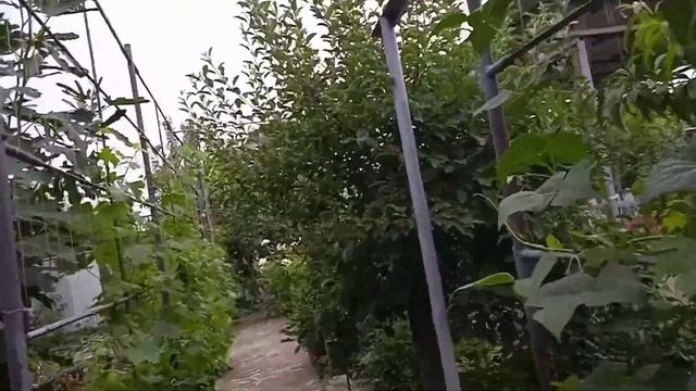 Урожай абрикос, самый красивый цветок🌺 цыплята🐥