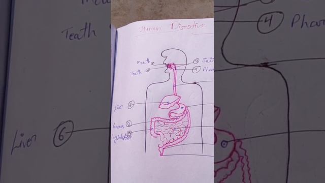 digestive system смотреть онлайн