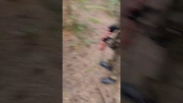 ИСТИНА В ЛЕСУ - ОСЫ ВСЕЯДНЫ смотреть онлайн