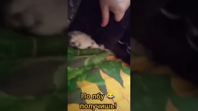 Мишка медведь 🐻 смотреть онлайн