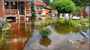 Какие деревья хорошо осушают грунт и помогут участку не утонуть по весне