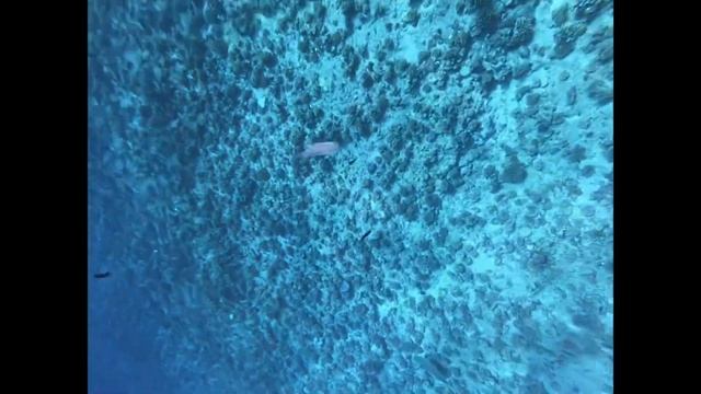 Swimming with the sharks. Tahiti. Bora Bora 2019 смотреть онлайн