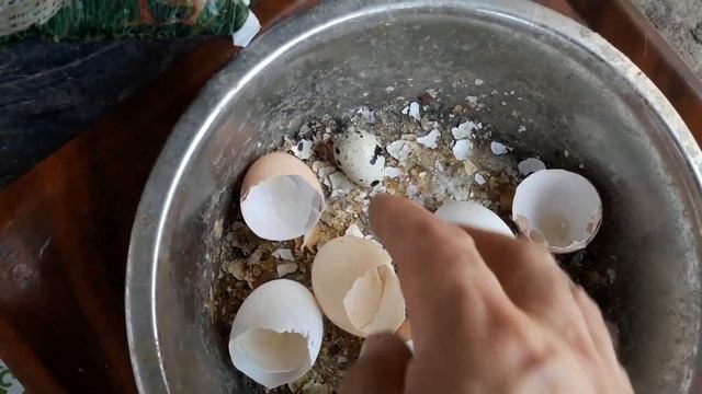 Лучший корм для кур несушек. Несутся в любую погоду. смотреть онлайн