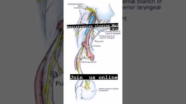 Evaluation and Corrections for Vagus Nerve Involvement The vagus nerve plays an integral part in ma смотреть онлайн