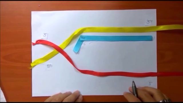EMCC 2018 Video Niche Area DNA REPLICATION смотреть онлайн