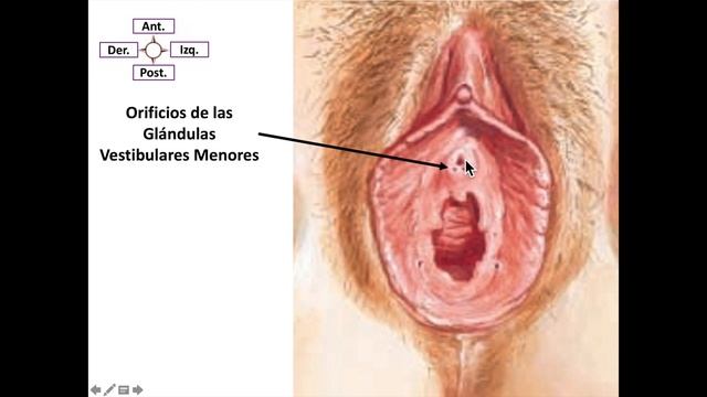 Sistema Genital Femenino- Genitales Externos смотреть онлайн