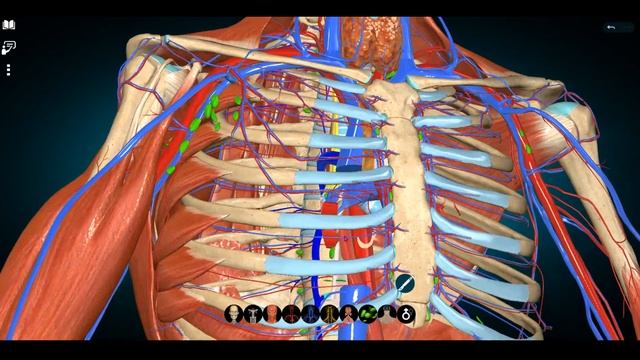 СИСТЕМА ВЕРХНЕЙ ПОЛОЙ ВЕНЫ. V. Hemiazygos или Полунепарная вена. Задние межреберные вены.