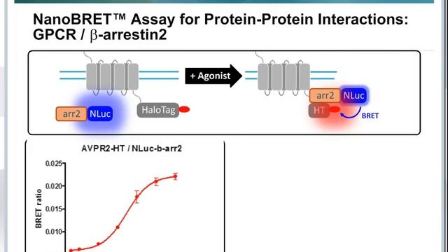 Webinar: Enhanced Protein-Protein Interactions in Living Cells Using the NanoBRET Assay & CLARIOsta смотреть онлайн