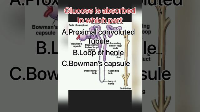 Nephron #neet2022 #neetaspirant #mdcat #mdcat2022 смотреть онлайн