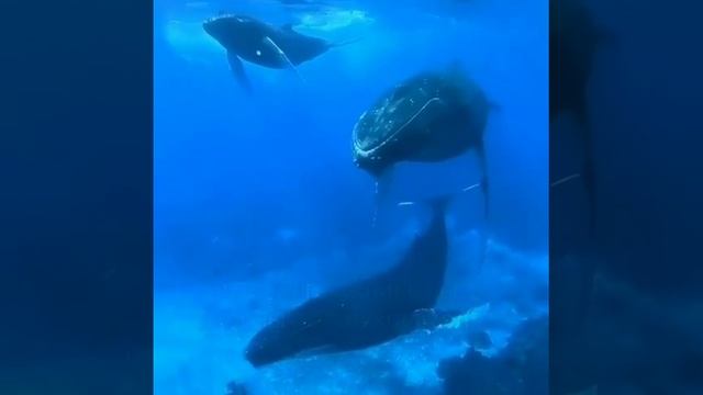 Киты плачут