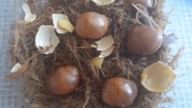 Помощь улитенку,чтобы вылупился!?🤗