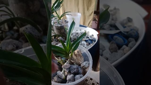 Repotting different types of orchids vanda seedling and update root condition(Tagalog PH) смотреть онлайн