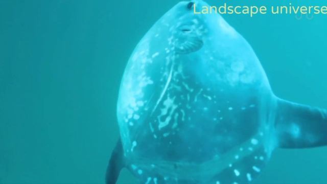 The Ocean Sunfish - Largest Bony Fish.