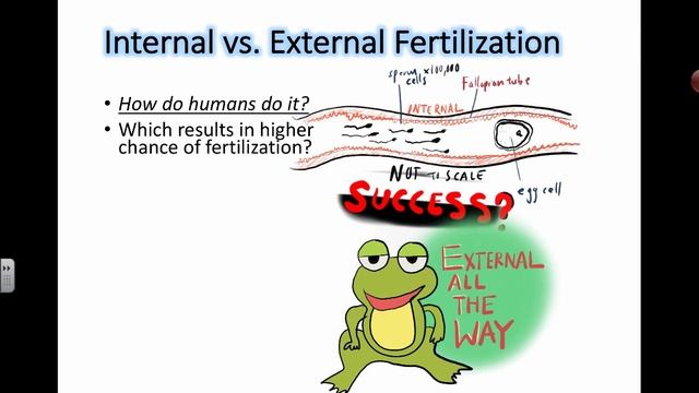 Internal vs. External Fertilization (IB Biology) смотреть онлайн