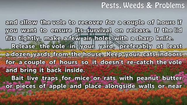 How to Catch a Vole in the House смотреть онлайн