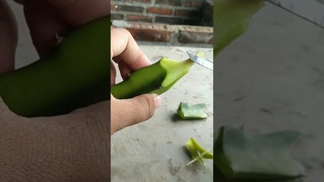 try growing dragon fruit cuttings (11-03-2023) смотреть онлайн