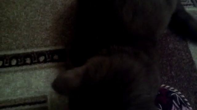 Коричневая британская девочка смотреть онлайн