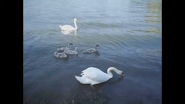 Swansong смотреть онлайн