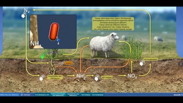 Азот айналымы