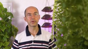 Почему обязательно нужно удалять эти листья у фиалок?