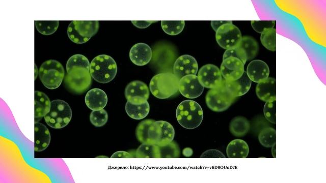Вольвокс. Біологія 6 клас смотреть онлайн