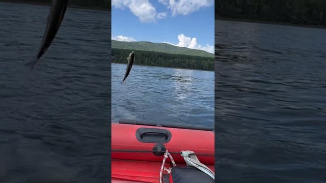 #рыбалка #диалогиорыбалке #сибирскийхариус #хариус смотреть онлайн