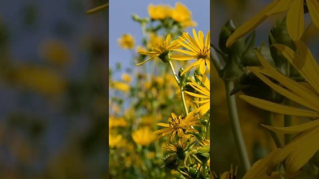 استكشاف أسرار نبات السيلوزيا: فوائد صحية واستخداماتها الطبية смотреть онлайн