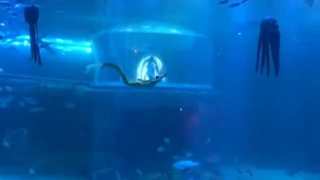 Евгения Мельник русалка.