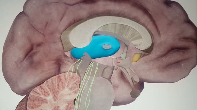 Heiler Bernhard Regner-Talamus und Zirbeldrüse