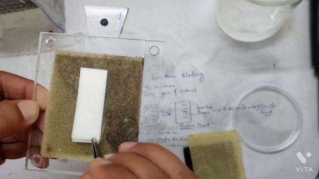 Southern Blotting (Live Demo) смотреть онлайн