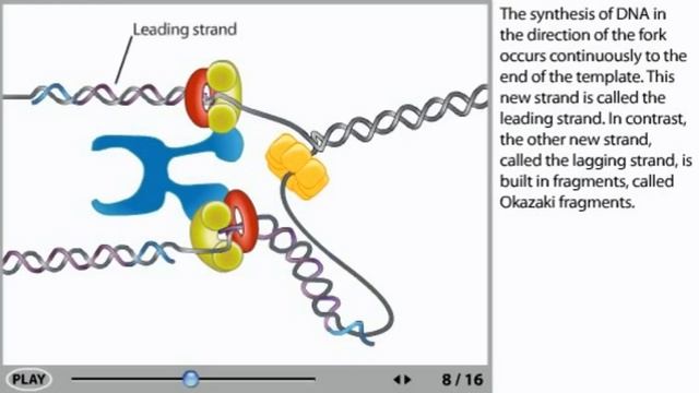 DNA Replication Animation - Initiation, Elongation And Termination