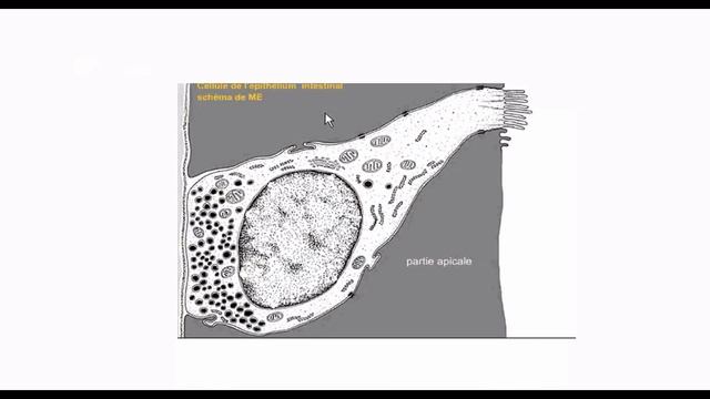 histology of diffuse neuro-endocrine system ( APUD cells ) смотреть онлайн