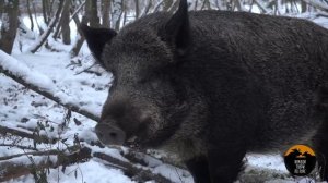 Как живется кабанам зимой?