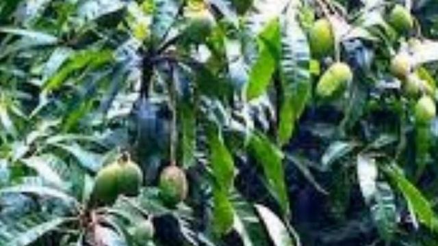 All About Kotturkonam mango смотреть онлайн