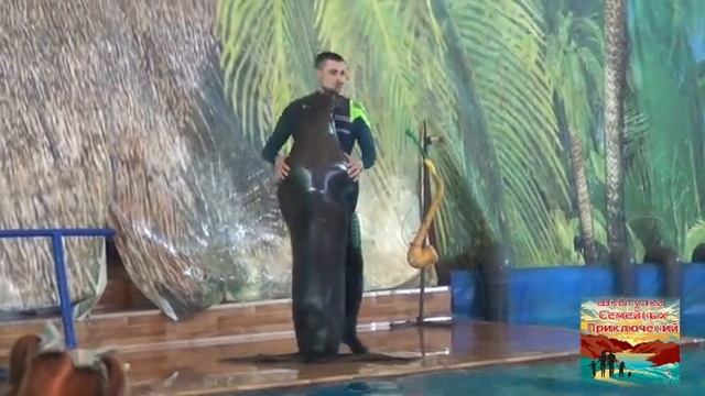 Забавные Дельфины смотреть онлайн