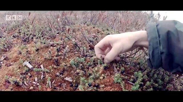 Веганская шаурма смотреть онлайн