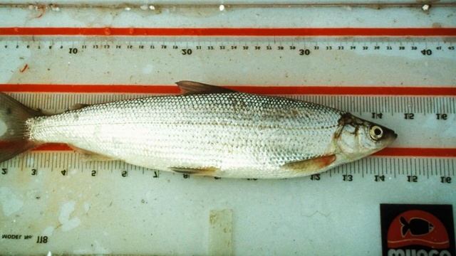 Самая благородная рыба наших рек, о которой мало кто даже слышал
