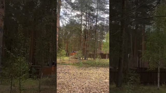 Обзор участка 15 сот, п.Сосновый бор смотреть онлайн