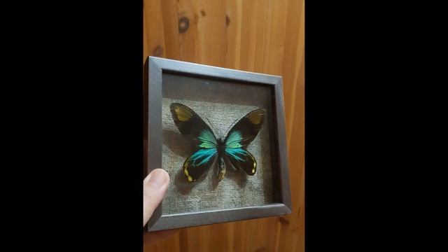 Ornithoptera The rarest species. Самые редкие виды птицекрылок в моей коллекции. смотреть онлайн
