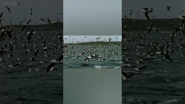 Колония из Полмиллиона Птиц