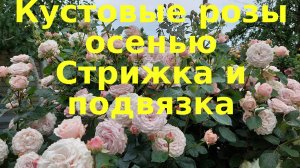 Огромные розы и что с ними делать осенью