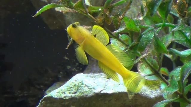 Aquarium Water Changes & Bio Filtration смотреть онлайн