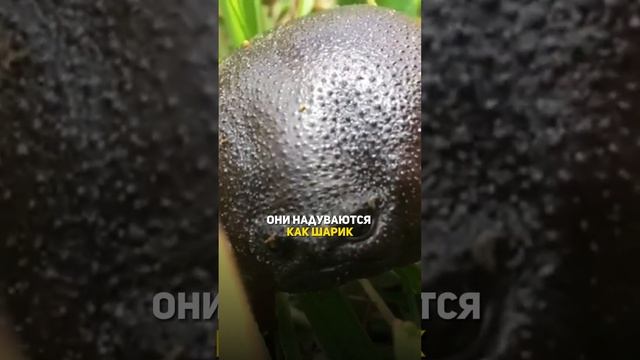Необычная милая лягушка