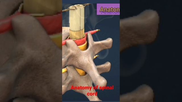 Anatomy of spinal cord смотреть онлайн