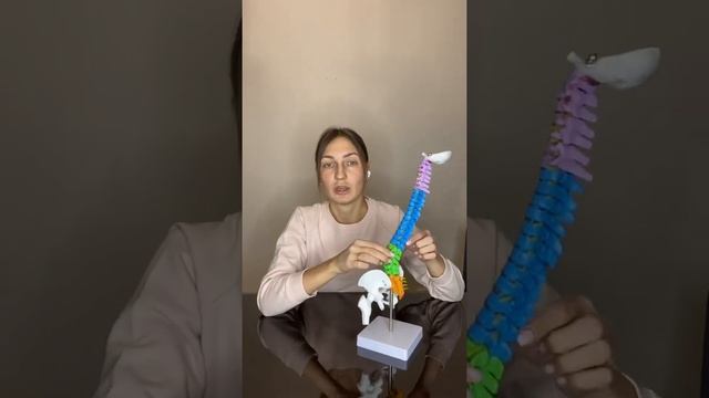 ПРО ПОЗВОНОЧНИК