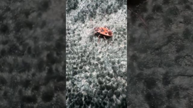 🪳 смотреть онлайн