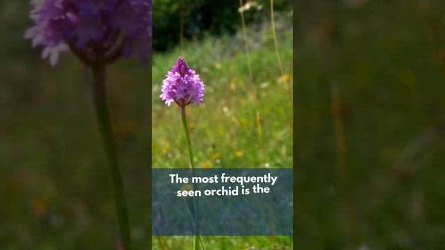 Are These The Prettiest Wild Flowers? #wildflowers #flower #flowers #nature
