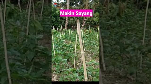 Betah, Pengen Selalu Di Kebun Melihat Tanaman Cabe Tumbuh Subur смотреть онлайн